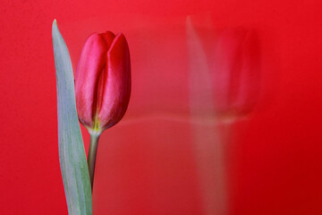 flower on long exposure. Red tulip flower and its tail on red background, motion blur