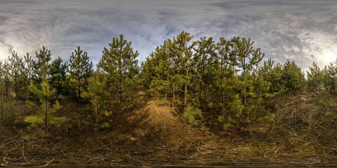 full seamless spherical hdri panorama 360 degrees angle view on plantation or pinery forest of...