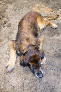 Goldiger haariger Hund auf sandigem Boden. M&uuml;de schlafende chillende H&uuml;ndin. Doggy mit schwarzem Gesicht und hellbraunen blonden Pfoten. Sandfarbener Hund vor sandigem Hintergrund. Hunde Kunstfoto.