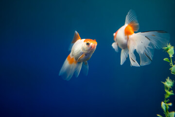 tropical fish swim in the goldfish aquarium
