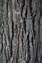 Obraz premium Bark of a tree. Tree bark texture