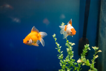 tropical fish swim in the goldfish aquarium