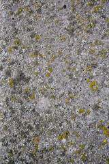 Lichen on stone