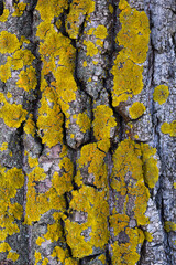 Bark of a tree with lichen. Tree bark texture