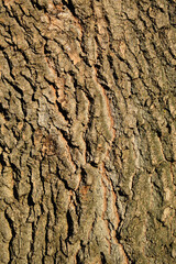 Tree bark texture. Tree surface
