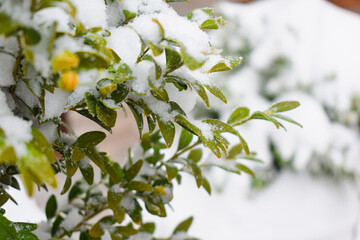 Green bush covered with snow