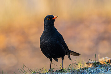 Obraz premium Samiec kosa o wschodzie słońca