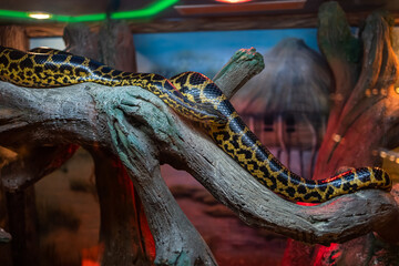 a large turtle basks under infrared lamps