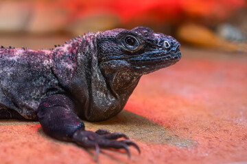 a large black lizard is in its terrarium under the rays of a lamp