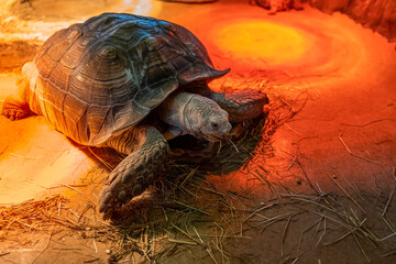 a large turtle is in its terrarium under infrared light lamps