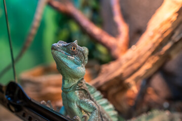 a big green lizard gets dressed up to the glass of the terrarium and watches what is happening