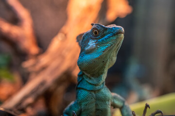 the green lizard that is in the terrarium fell on the trees