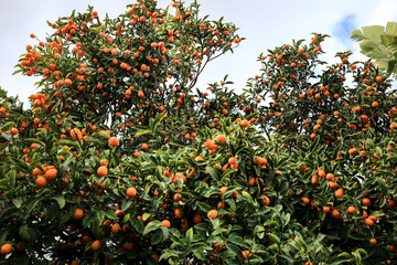 Kumquat tree in the garden in Spain