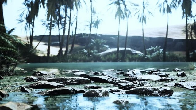 Pond and palm trees in desert oasis