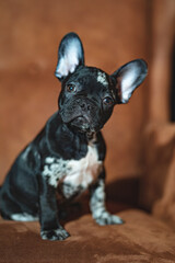 black and white french bulldog puppy on a brown leather chair