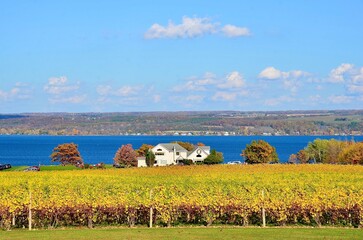 Gorgeous lake view with autumn golden color vineyard, at the western shore of Cayuga Lake in Finger...
