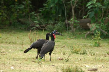 Ein Paar Sudan-Hornraben (Bucorvus abyssinicus) , Äthiopien.