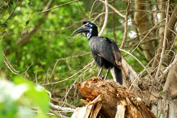 Ein Sudan-Hornrabe (Bucorvus abyssinicus) auf einem Aststumpf, Äthiopien.