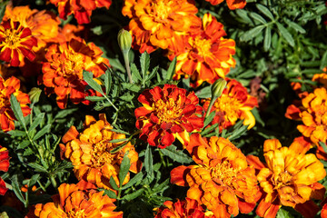 Blooming Orange and Yellow Marigold Flowers