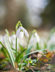 Group of Galanthus nivalis, the snowdrop or common snowdrop in the beginning of spring. Small white flower of spring.