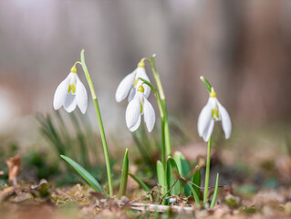 Group of Galanthus nivalis, the snowdrop or common snowdrop in the beginning of spring. Small white flower of spring.