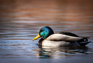 Obraz premium duck on the lake