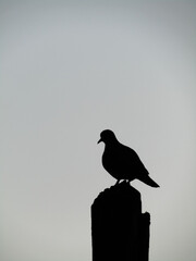 pigeon silhouette standing on wooden pole