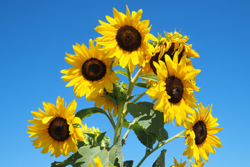 Beautiful sunflowers in blossom as seen in field at spring