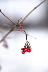 Red berries of guelder-rose winter with snow