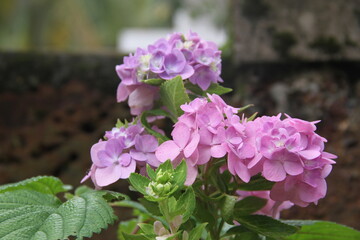 pink flowers