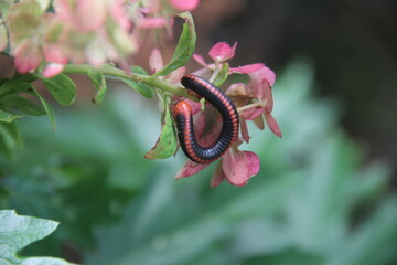 Millipede walking in the flower, pink dragon millipede walk on the flower.