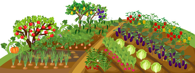Harvest time. Vegetable patch with vegetable (onion, potato, cucumber, carrot, radish, cabbage, eggplant, pepper) plants and fruit trees with ripe harvest