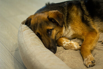 dog sleeps comfortably