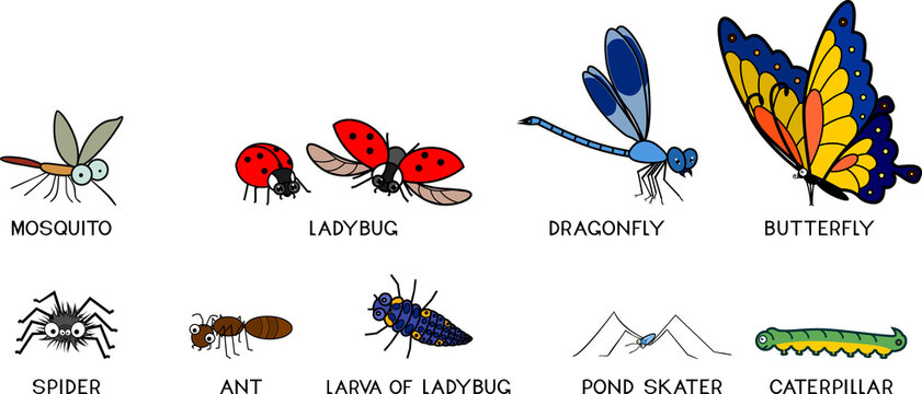 Set of cartoon insects: mosquito, ladybug, dragonfly, butterfly, spider, ant, pond skater and caterpillar isolated on white background