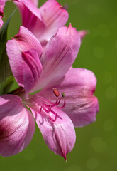 Pink Peruvian Lily on a Soft Green Background