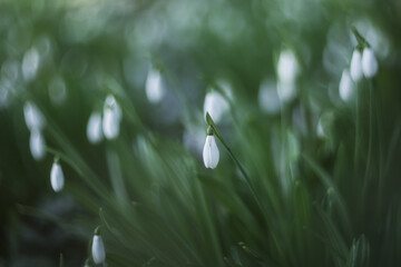 White snowdrops (Galanthus nivalis) close-up. In the forest snowdrops are in bloom in the spring.