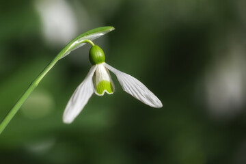 White snowdrops (Galanthus nivalis) close-up on blurry background with copy space, macrophotography. In the forest snowdrops are in bloom in the spring.