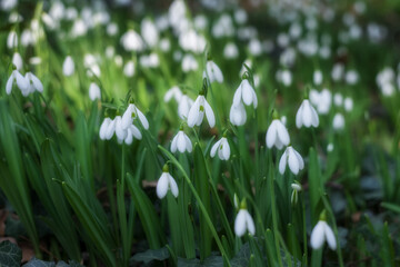 White snowdrops (Galanthus nivalis) close-up. In the forest snowdrops are in bloom in the spring.