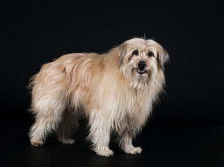 Pyrenean Sheepdog in studio