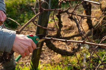 Man's hand pruning vines. Vine pruning. Copy space. View of the vineyard.