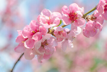 A branch of spring pink flowers on a sunny day