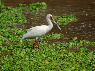 Ein Afrikanischer Löffler (Platalea alba)