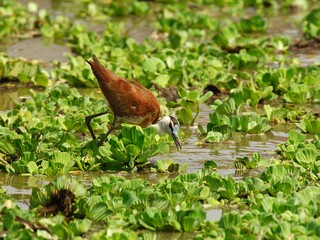Ein Blaustirn-Blatthühnchen (Actophilornis africanus) bei der Nahrungssuche, Tansania.