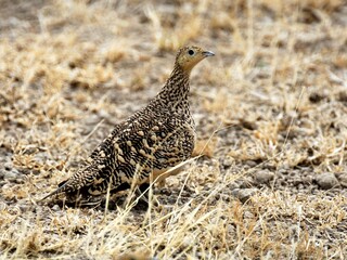 Ein Braunbauch-Flughuhn (Pterocles exustus) am Boden, Tansania.