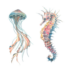 Watercolor illustration of a set of marine fauna.