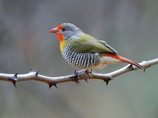 Obraz premium Ein Buntastrild (Pytilia melba) in Tansania.