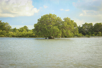 Mangrove tree on lake