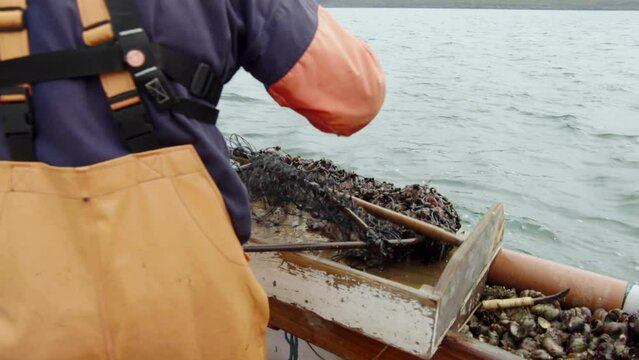Emptying the dredge to sort the catch