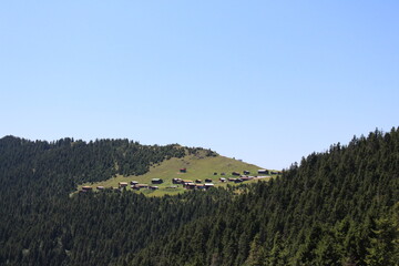 houses in the forest , landscape with tress
