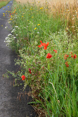 Blühstreifen an einem Getreidefeld in der Nähe von Schöppenstedt. Eine Vielfalt von Pflanzen blühen wie, Mohn, Schafgarbe, Färberkamille, Kamille, © Edda Dupree